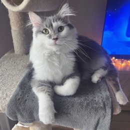a cat sitting on a play structure